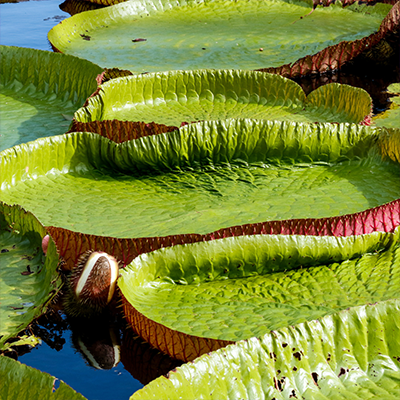 Explore Mauritius - Burna Boy Live In Mauritius